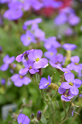 Cascade Blue Rock Cress (Aubrieta 'Cascade Blue') at Make It Green Garden Centre