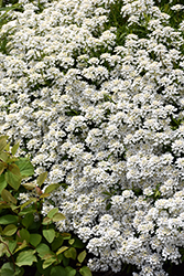 Candytuft (Iberis sempervirens) at Lurvey Garden Center