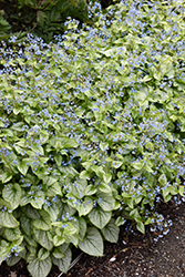 Jack Frost Bugloss (Brunnera macrophylla 'Jack Frost') at Make It Green Garden Centre