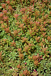 Czar's Gold Stonecrop (Sedum 'Czar's Gold') at Make It Green Garden Centre