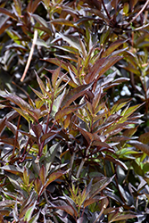 Black Beauty Elder (Sambucus nigra 'Gerda') at Make It Green Garden Centre