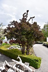 Black Beauty Elder (Sambucus nigra 'Gerda') at Lurvey Garden Center