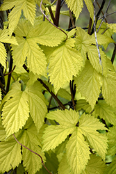 Bianca Ornamental Golden Hops (Humulus lupulus 'Bianca') at Make It Green Garden Centre