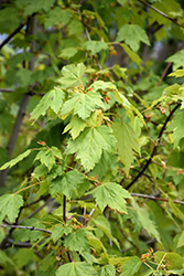 Rocky Mountain Maple (Acer glabrum) at Make It Green Garden Centre