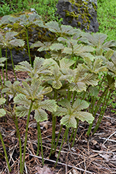 Chestnut Rodgersia (Rodgersia aesculifolia) at Make It Green Garden Centre