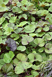 Othello Rayflower (Ligularia dentata 'Othello') at Lurvey Garden Center