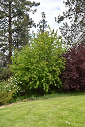 Rocky Mountain Maple (Acer glabrum) at Lurvey Garden Center