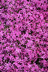 Red Wings Moss Phlox (Phlox subulata 'Red Wings') at Make It Green Garden Centre