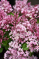 Scent And Sensibility Pink Lilac (Syringa 'SMSXPM') at Make It Green Garden Centre
