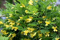 Weeping Peashrub (Caragana arborescens 'Pendula') at Make It Green Garden Centre