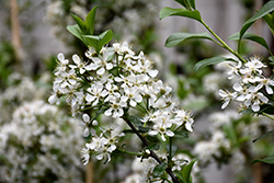 Carmine Jewel Cherry (Prunus 'Carmine Jewel') at Make It Green Garden Centre