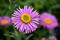 Happy End Alpine Aster (Aster alpinus 'Happy End') at Lurvey Garden Center