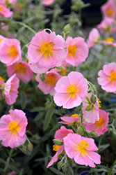 Wisley Pink Rock Rose (Helianthemum nummularium 'Wisley Pink') at Make It Green Garden Centre