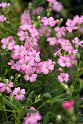 Filou Rose Creeping Baby's Breath (Gypsophila repens 'Filou Rose') at Make It Green Garden Centre