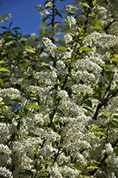 Canada Red Chokecherry (Prunus virginiana 'Canada Red') at Lurvey Garden Center