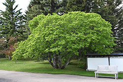 Amur Maple (Acer ginnala) at Make It Green Garden Centre