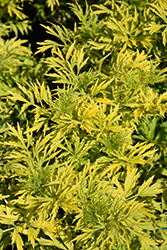 Golden Tower Elder (Sambucus nigra 'Jdeboer001') at Make It Green Garden Centre