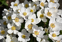 Windflower (Anemone sylvestris) at Lurvey Garden Center