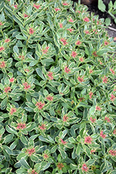 Variegated Russian Stonecrop (Sedum kamtschaticum 'Variegatum') at Make It Green Garden Centre