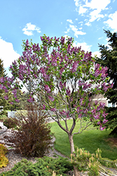Sensation Lilac (Syringa vulgaris 'Sensation') at Lurvey Garden Center