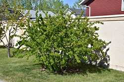 Peashrub (Caragana arborescens) at Make It Green Garden Centre