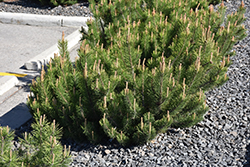 Dwarf Mugo Pine (Pinus mugo var. pumilio) at Make It Green Garden Centre