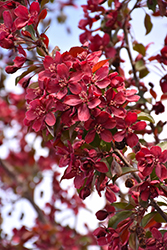 Royalty Flowering Crab (Malus 'Royalty') at Make It Green Garden Centre