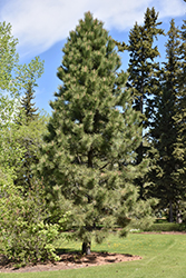 Yellow Pine (Pinus ponderosa) at Make It Green Garden Centre