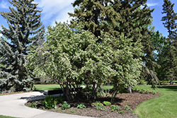 Thiessen Saskatoon (Amelanchier alnifolia 'Thiessen') at Make It Green Garden Centre