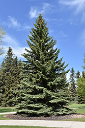 Blue Colorado Spruce (Picea pungens 'var. glauca') at Make It Green Garden Centre