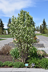 Standing Ovation Saskatoon Berry (Amelanchier alnifolia 'Obelisk') at Make It Green Garden Centre