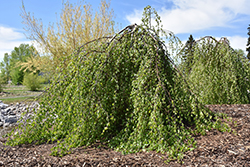 Young's Weeping Birch (Betula pendula 'Youngii') at Lurvey Garden Center