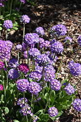 Drumstick Primrose (Primula denticulata) at Make It Green Garden Centre