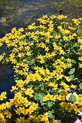 Marsh Marigold (Caltha palustris) at Lurvey Garden Center