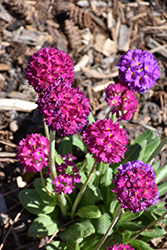 Drumstick Primrose (Primula denticulata) at Make It Green Garden Centre