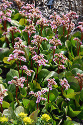 Pink Dragonfly Bergenia (Bergenia 'Pink Dragonfly') at Make It Green Garden Centre