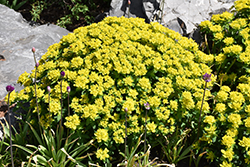 Cushion Spurge (Euphorbia polychroma) at Make It Green Garden Centre