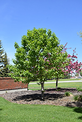 Paskapoo Balsam Poplar (Populus balsamifera 'Paskapoo') at Make It Green Garden Centre