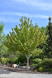 Autumn Spire Red Maple (Acer rubrum 'Autumn Spire') at Lurvey Garden Center