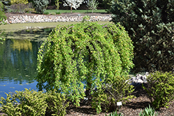 Weeping Peashrub (Caragana arborescens 'Pendula') at Make It Green Garden Centre