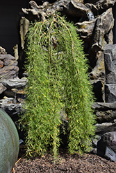 Walker Weeping Peashrub (Caragana arborescens 'Walker') at Make It Green Garden Centre