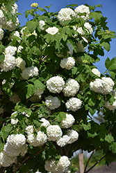 Eastern Snowball Viburnum (Viburnum opulus 'Sterile') at Make It Green Garden Centre