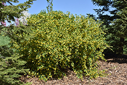 Golden Flowering Currant (Ribes aureum) at Make It Green Garden Centre