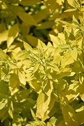 White Gold Spiraea (Spiraea japonica 'White Gold') at Make It Green Garden Centre