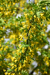 Peashrub (Caragana arborescens) at Make It Green Garden Centre