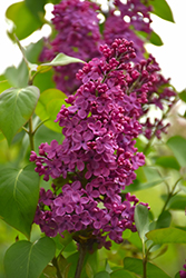 Congo Lilac (Syringa vulgaris 'Congo') at Make It Green Garden Centre