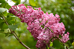 Maiden's Blush Lilac (Syringa x hyacinthiflora 'Maiden's Blush') at Make It Green Garden Centre