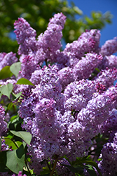 Common Lilac (Syringa vulgaris) at Lurvey Garden Center