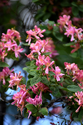 Arnold Red Tatarian Honeysuckle (Lonicera tatarica 'Arnold Red') at Lurvey Garden Center