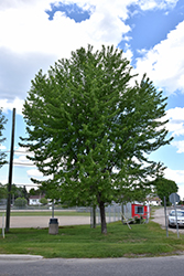 Silver Maple (Acer saccharinum) at Make It Green Garden Centre